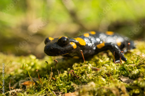 The fire salamander (Salamandra salamandra), Bieszczady Mountains, the Carpathians, Poland.