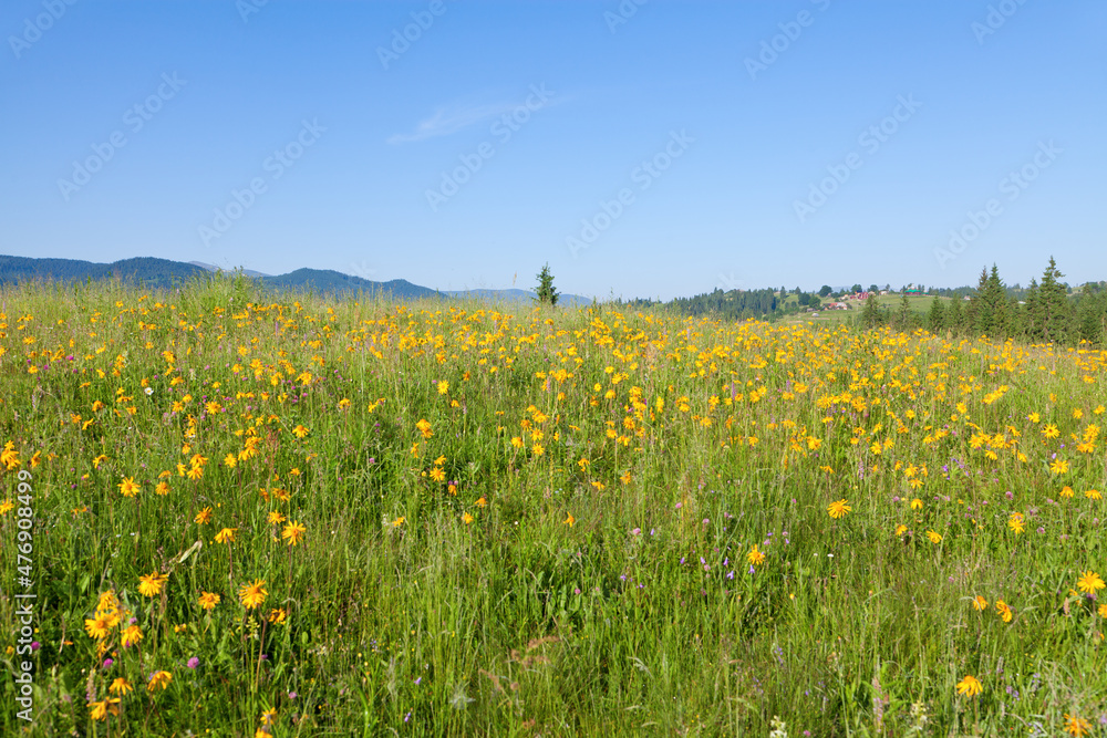 Field of wild arnica on high mountain plato, bright blue sky.