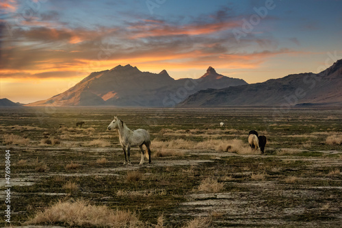 Obraz na plátně Wild mustangs on the western desert landscape at sunset