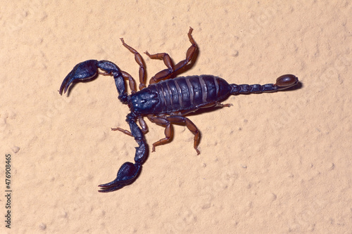 Italian scorpion, Euscorpius italicus photo