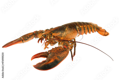 live lobster isolated on white background