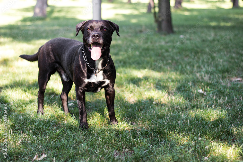 Pitbull dog portrait winking and smiling, sunny day Pitbull dog portrait winking and smiling, sunny day