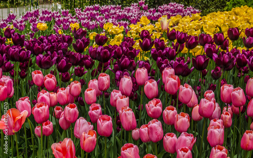 Bright colors of tulips in spring. Nikitinsky Botanical Garden in Crimea