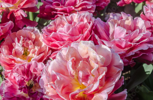 Fototapeta Naklejka Na Ścianę i Meble -  Pink tulip flower. Field with pink tulips. Lilac tulip close up. Purple double peony tulip in field on tulip farm. Nikitinsky Botanical Garden in Crimea