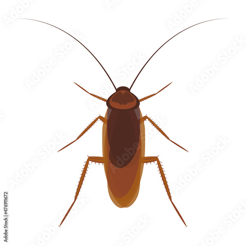 Cockroach isolated on a white background, vector illustration .