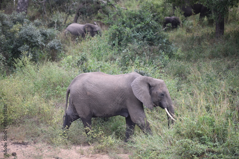 A closeup view of African elephant in its natural habitat South Africa A closeup view of African elephant in its natural habitat South Africa