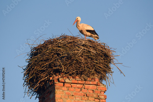 Stork in nest