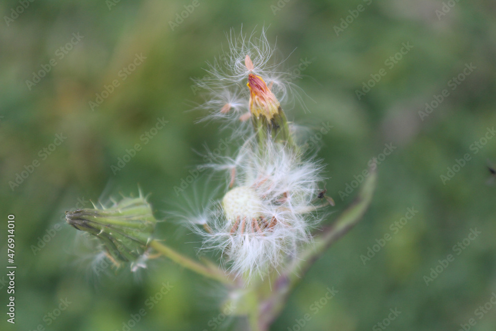 Dandelion Dandelion