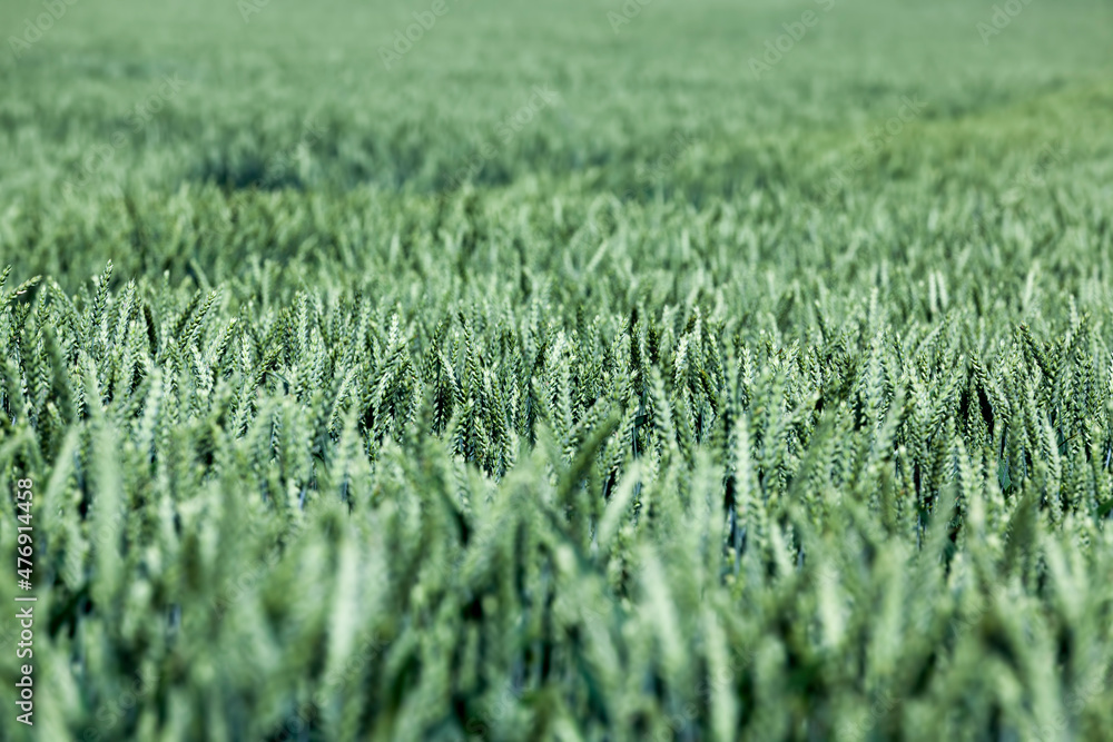 agricultural industrial field on which the grain harvest grows agricultural industrial field on which the grain harvest grows