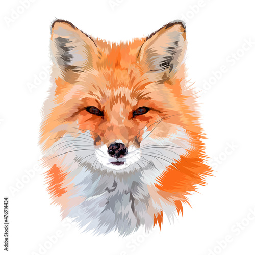 red fox