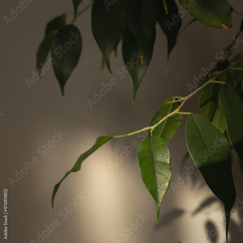 green leaves on a branch