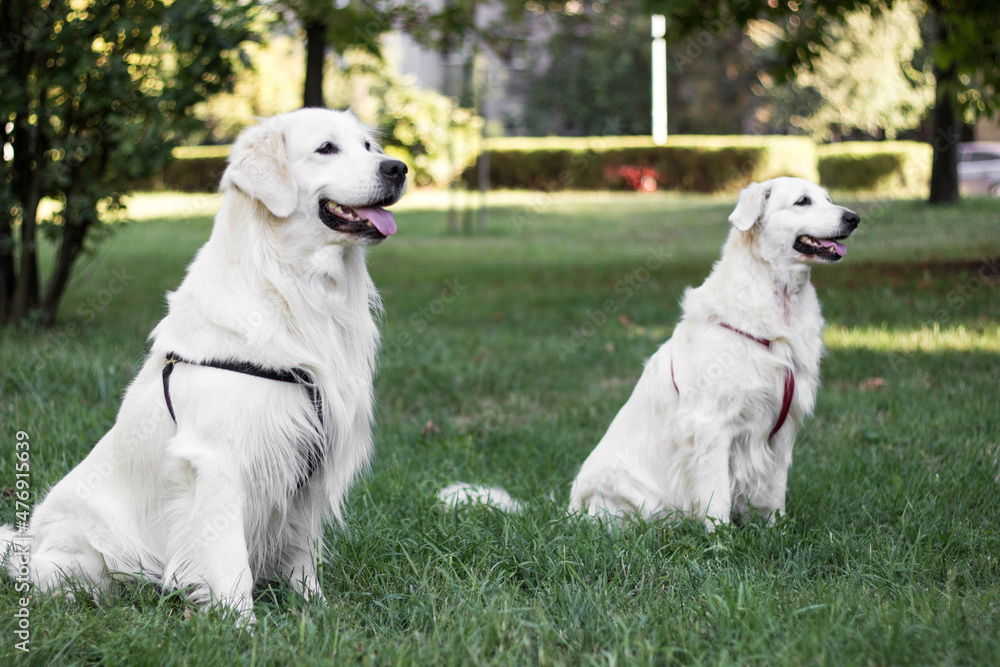 Portrait of two cute smiling golden retriever dogs in the public park. Spring, summer, outdoors. Sitting and waiting in the public park Portrait of two cute smiling golden retriever dogs in the public park. Spring, summer, outdoors. Sitting and waiting in the public park
