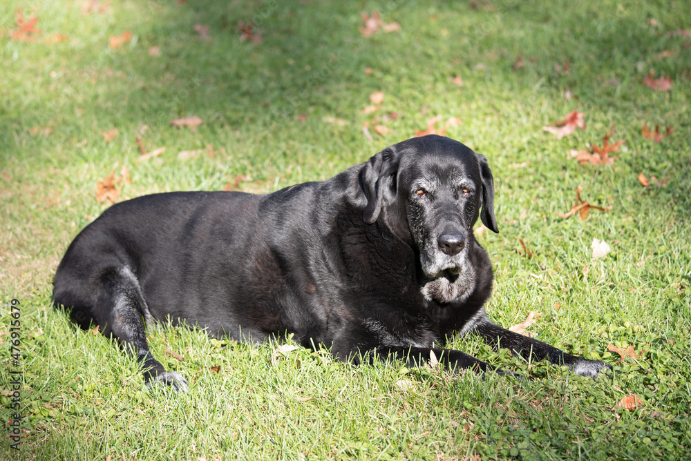 Old Black Labrador