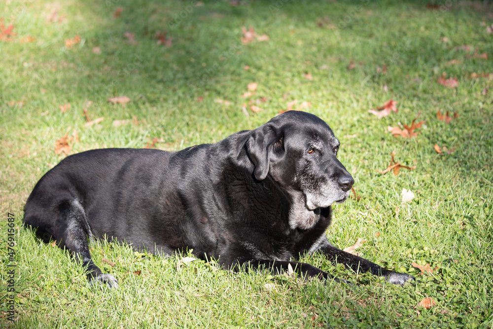 Old Black Labrador Old Black Labrador