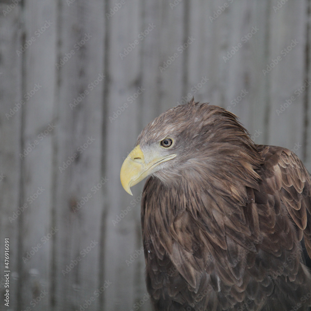 Sea eagle (H. Albicilla)