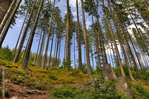 Las w pobliżu Rajczy © Grzegorz