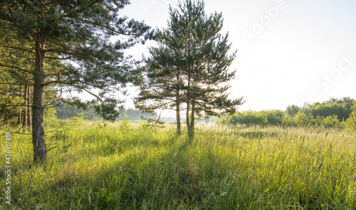 Fotografie fresh green glade in forest in sunlight