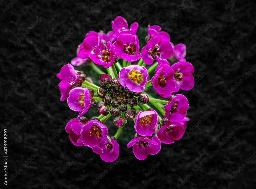 Delicate flower on black background. Studio shot. Delicate flower on black background. Studio shot.