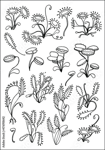 Carnivorous plants, vector illustration in black and white