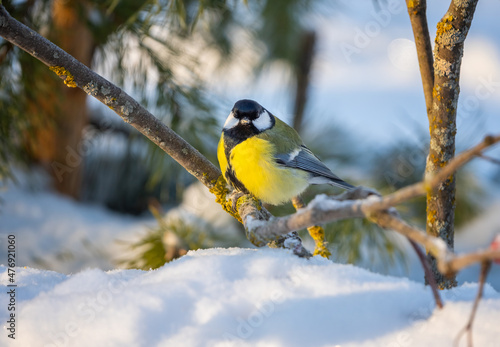 The bird tit sits on a snow-covered branch of a red mountain ash on a sunny frosty day
