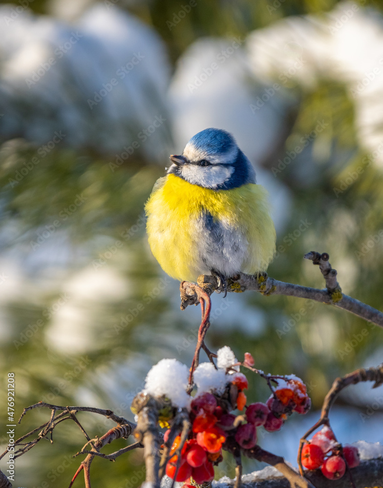 Fototapeta premium The blue tit bird sits on a branch of a red mountain ash covered with snow against the background of a snow-covered forest on a sunny frosty day