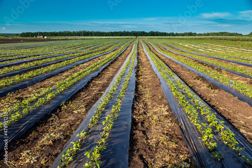 Strawberry plantation under mulch foil and with drip irrigation. Plants growing under black plastic sheets.