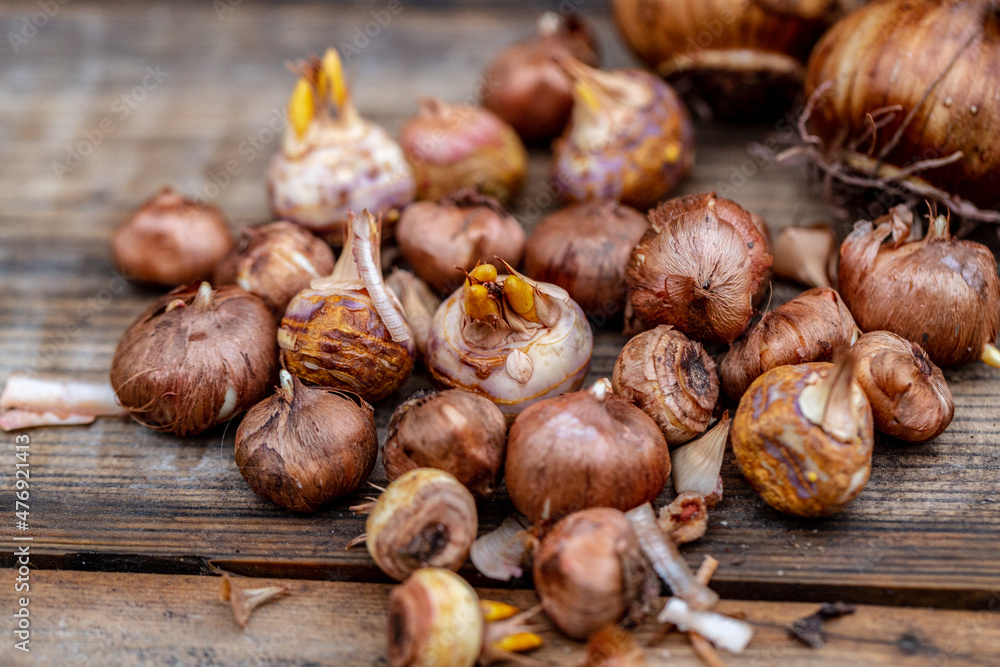 crocus and daffodil bulbs ready for autumn planting crocus and daffodil bulbs ready for autumn planting