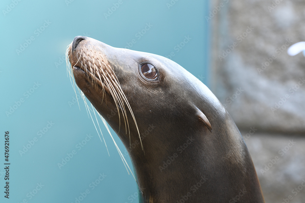 Naklejka premium Seal