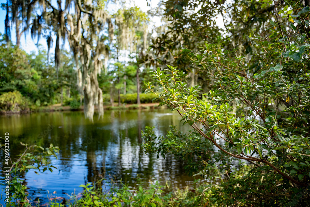 pond reflecting sky in the park forest