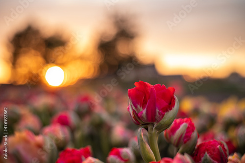 Beautiful summer landscape, red tulips bloom at sunset. © maykal