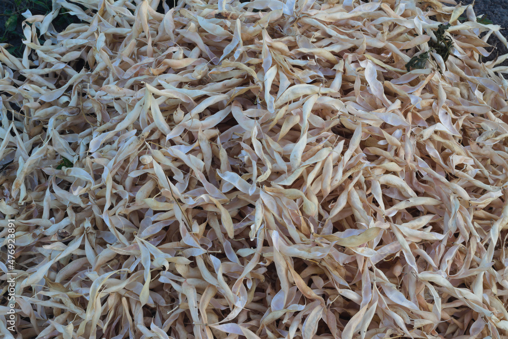 Background of dry husks from beans. Texture dry peel of beans. Background of dry husks from beans. Texture dry peel of beans.