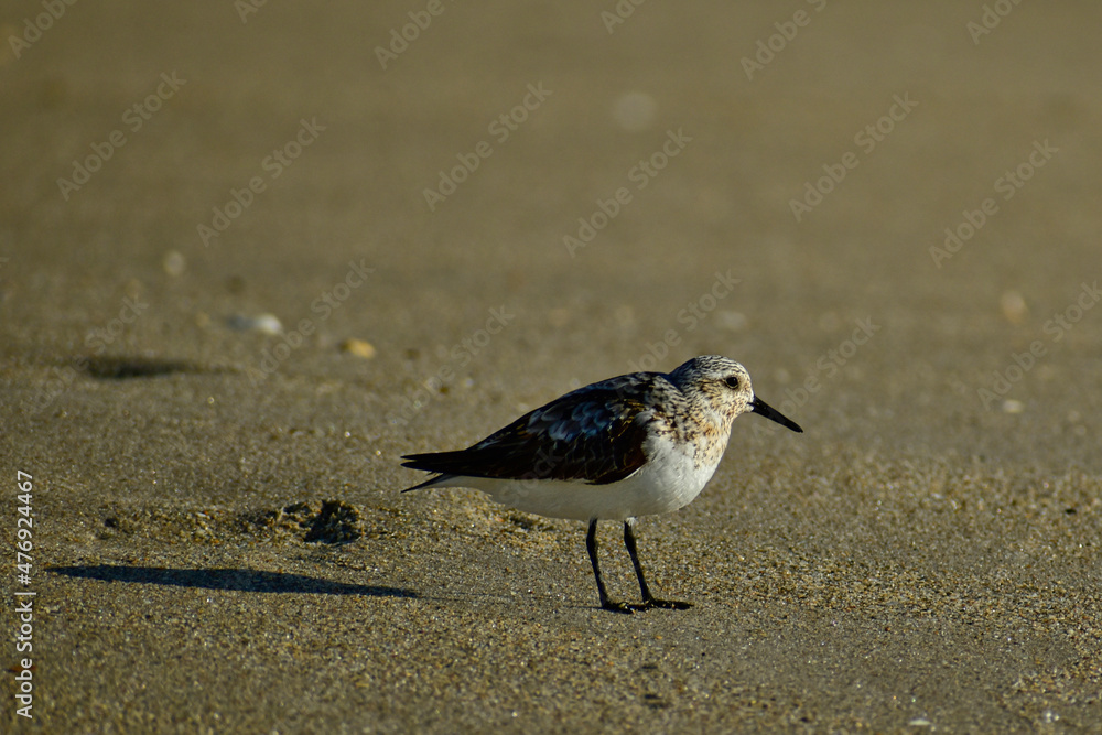Sanderling in profile on the beach at Hutchinsn Island, Florida Sanderling in profile on the beach at Hutchinsn Island, Florida