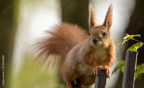 Red squirrel sitting on a tree  close-up.
