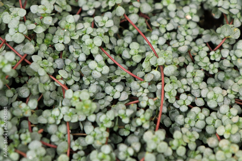 Closeup of the leaves and stems on a Baby Tears plant photo