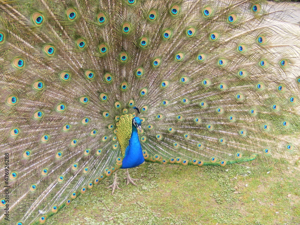 Obraz premium peacock with feathers out