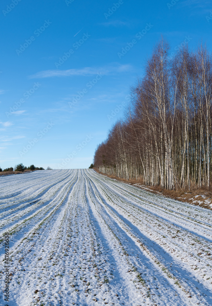 Winter cereals field on a sunny day. Mazovia in Poland. Winter cereals field on a sunny day. Mazovia in Poland.