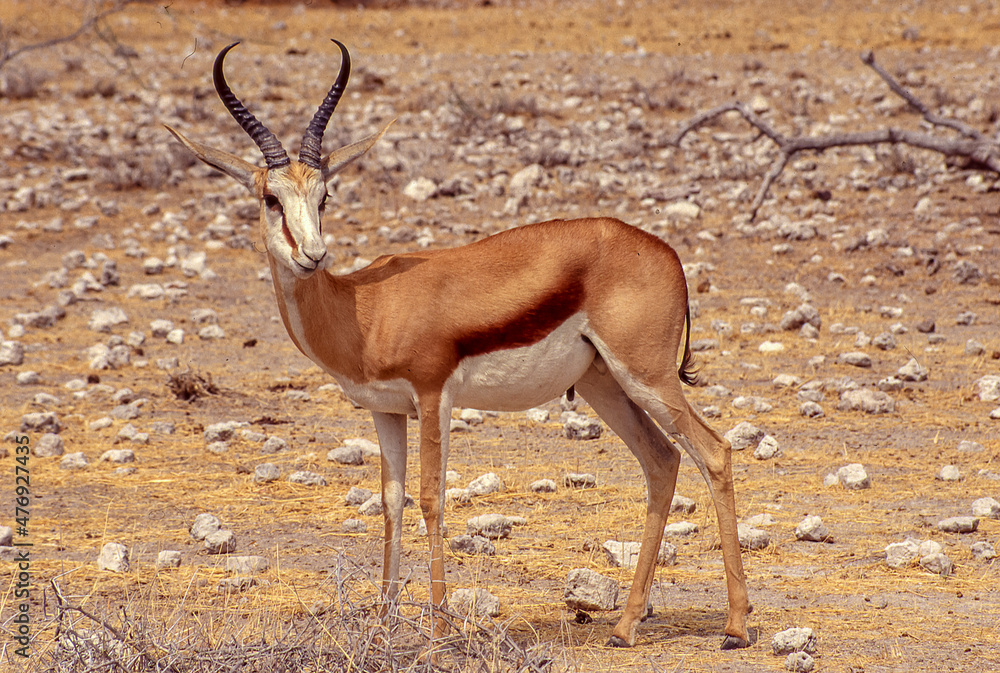 Antelope in the wild Antelope in the wild