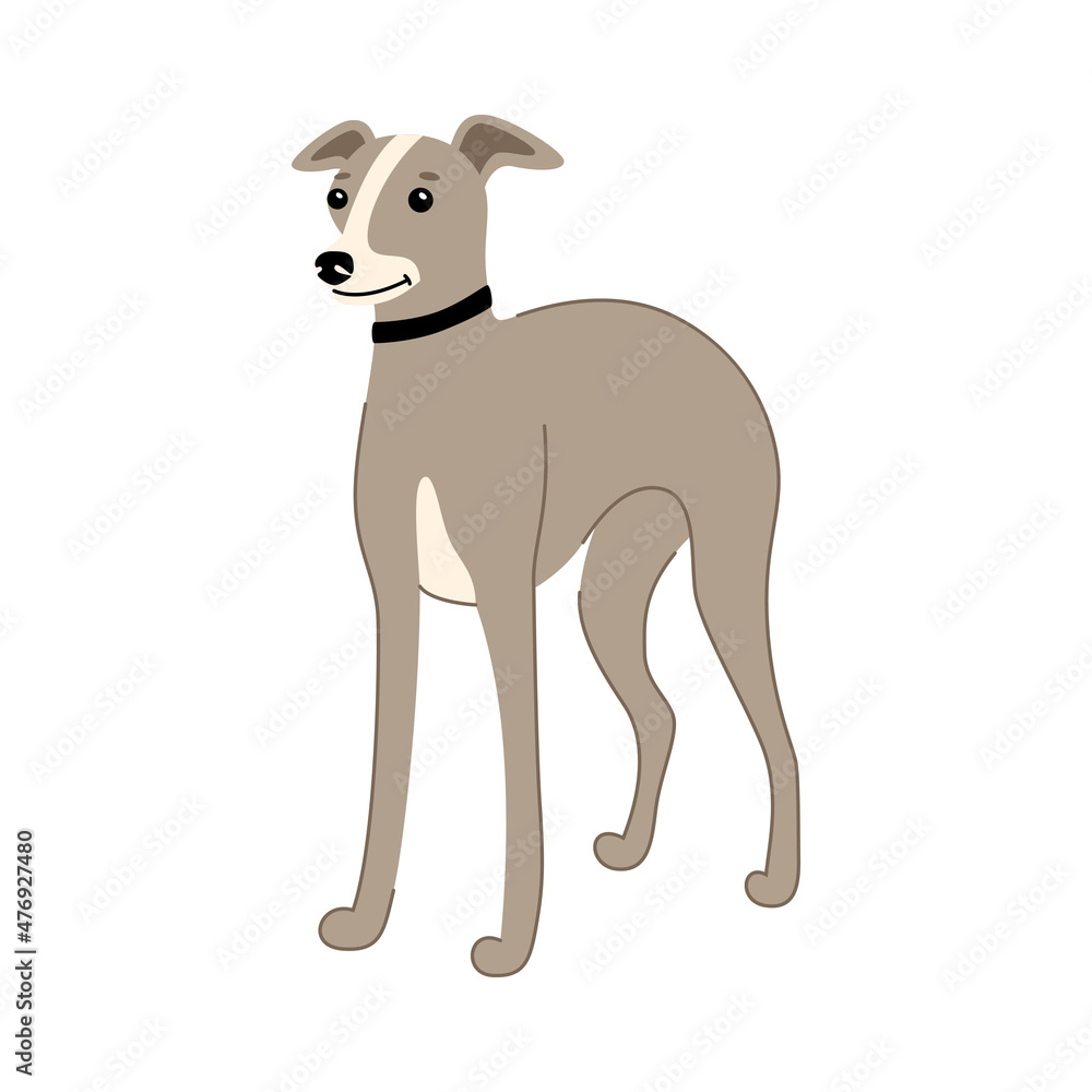 Obraz premium Dog of breed Italian Greyhound sits isolated on a white background. Vector hand drawn illustration