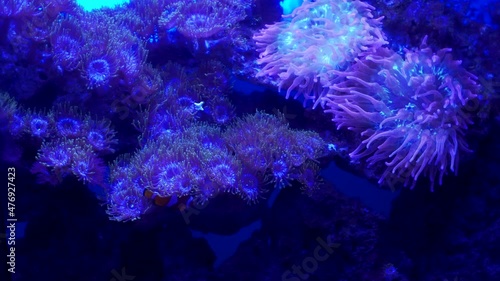 View of amazing purple anemons in darkness and a small clown fish hiding in them. Natural symbiosis between anemons moving in water and a clown fish underwater. Oceanarium photo