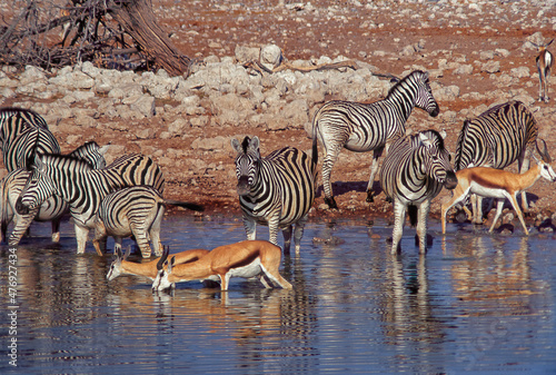 Zebras and spingboks quench their thirst in a pool of water in the Etosha park. photo