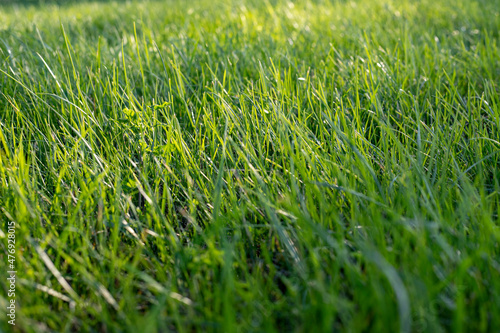 Bright summer green grass, on a sunny warm evening