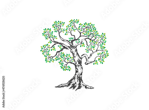 oak tree abstract vector image. great oak hand drawn, isolated on white