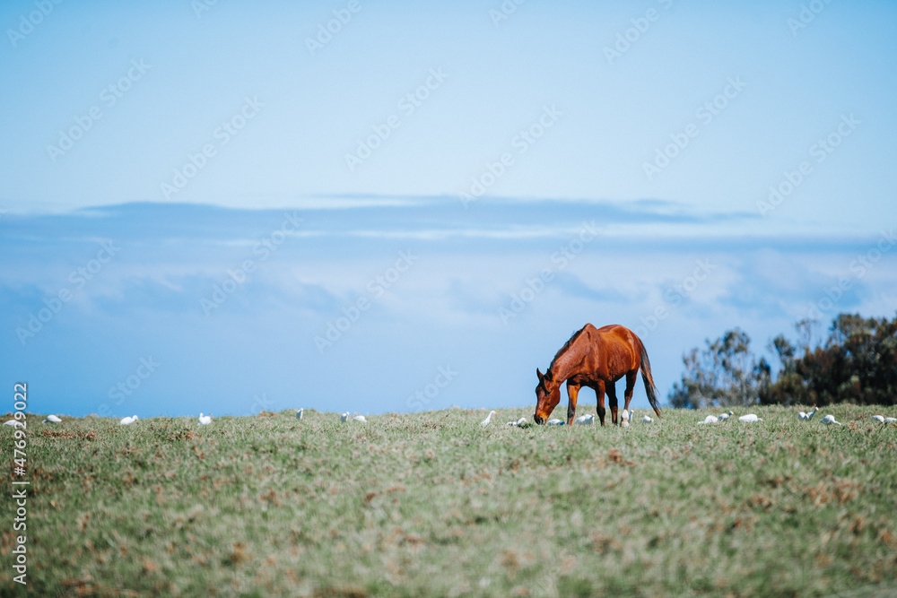 Horses grazing in a pasture on the side of a mountain in Hawaii