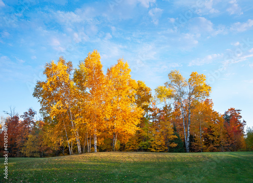 Beautiful birch and maple trees in autumn color in Michigan at sundown