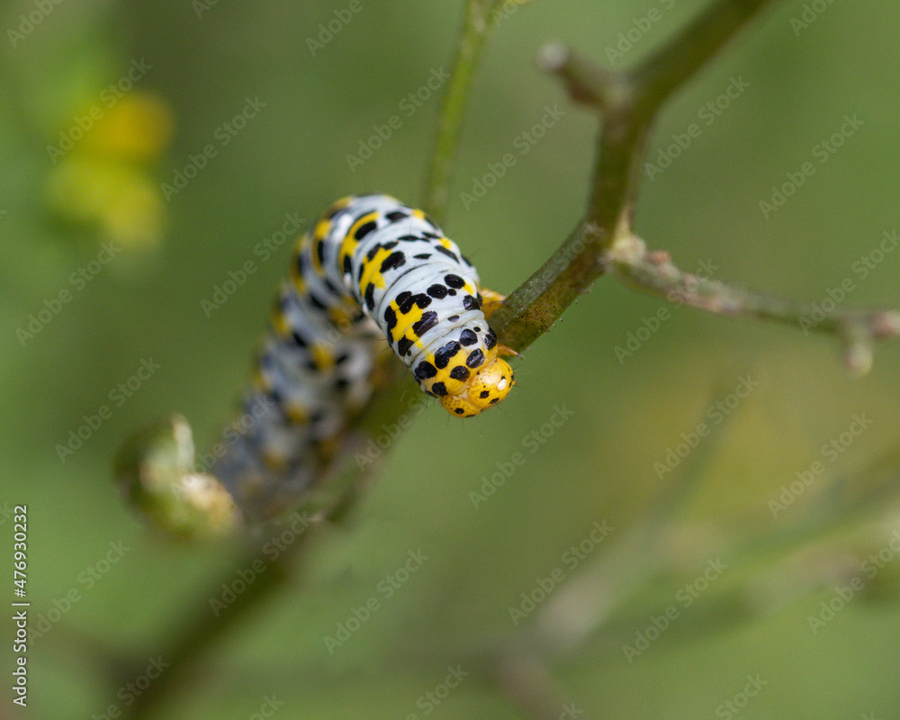 the caterpillar of a figwort monk (Shargacucullia scrophulariae) the caterpillar of a figwort monk (Shargacucullia scrophulariae)