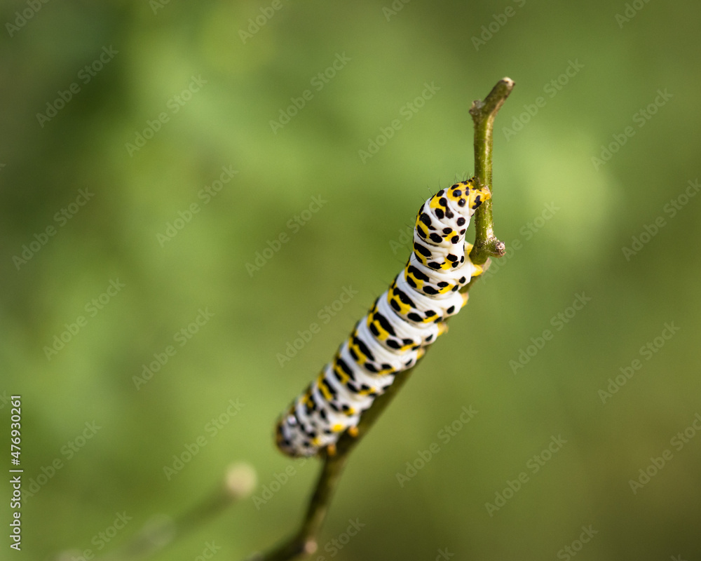 the caterpillar of a figwort monk (Shargacucullia scrophulariae)