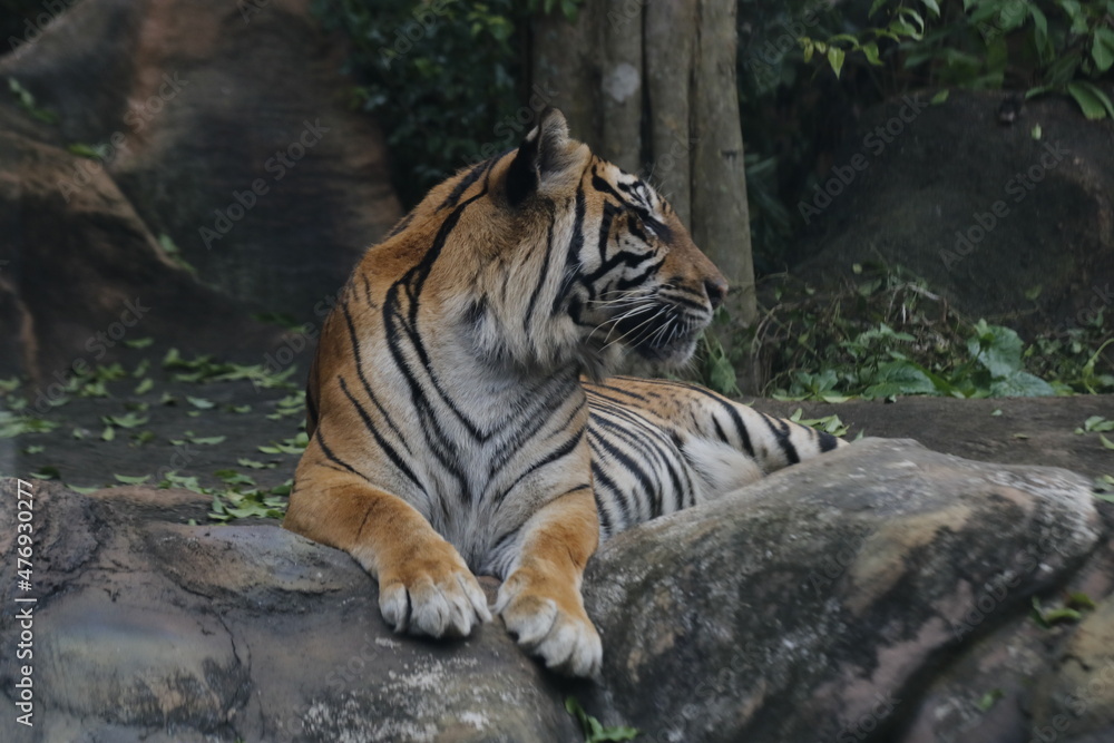 Naklejka premium a tiger sitting on a rock