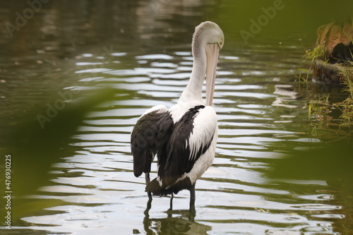Foto The parrot or pelican is a water bird that has a pouch under its beak, and is part of the Pelecanidae bird family