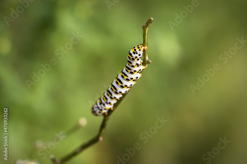 the caterpillar of a figwort monk (Shargacucullia scrophulariae) photo