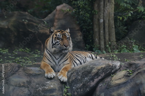 Sumatran tiger at the zoo